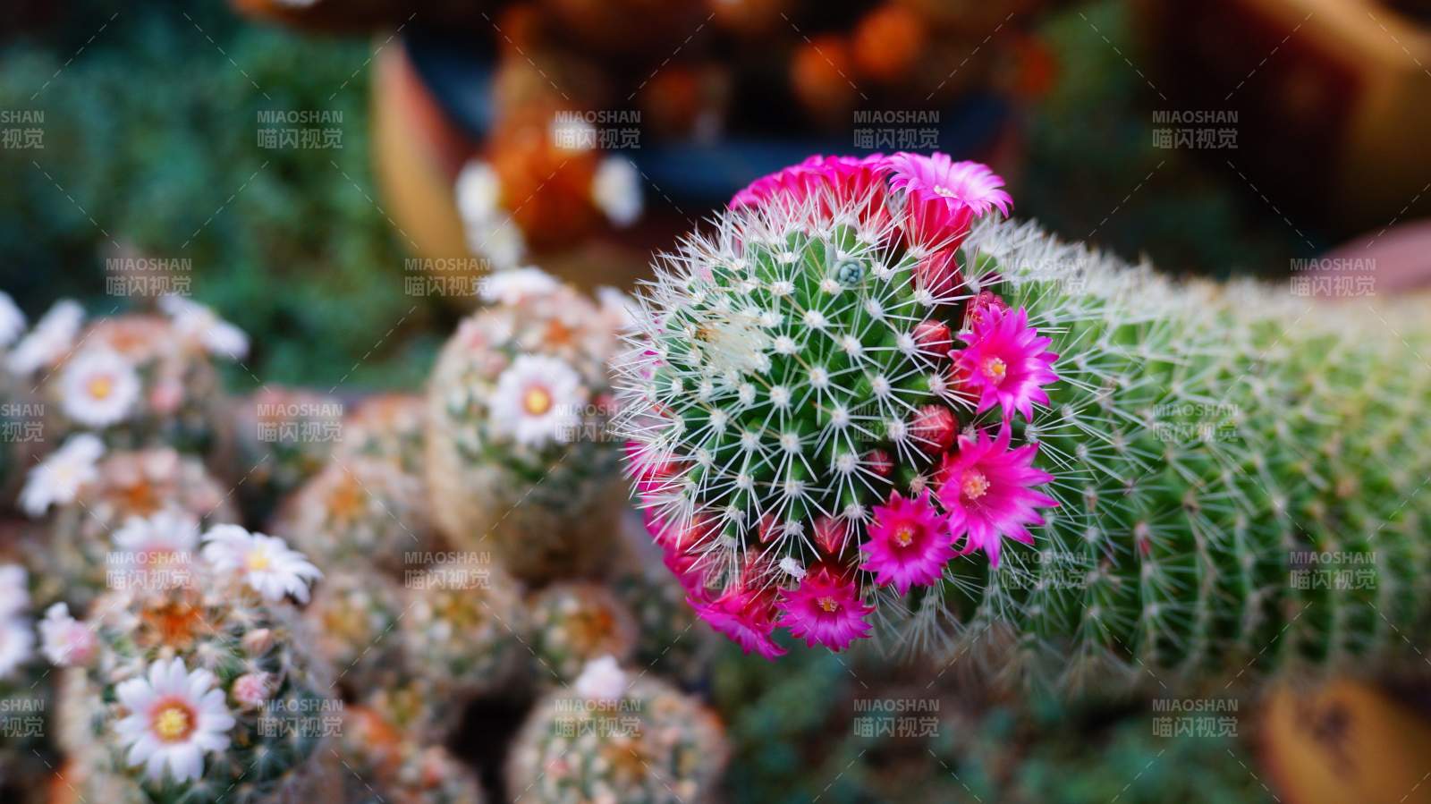 仙人掌上的粉色花朵图片