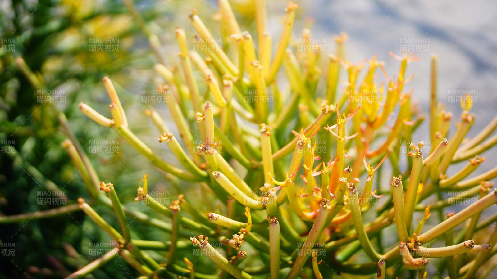 金黄色枝条的特写图片