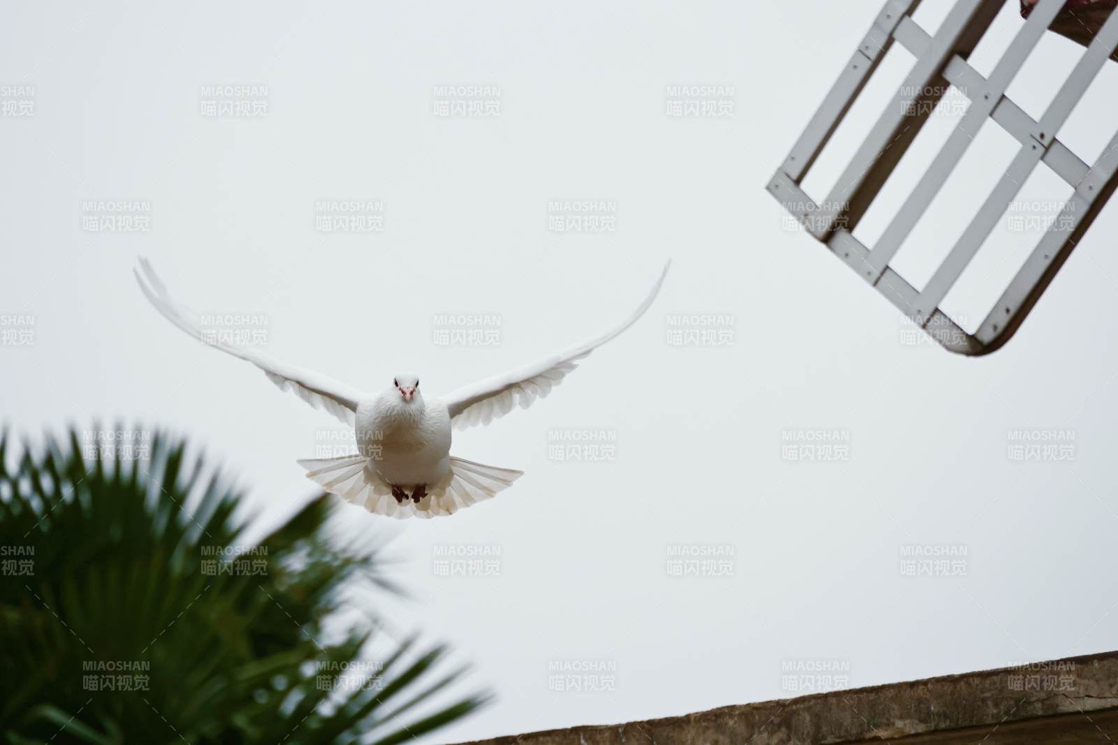 飞翔的白鸽与风车图片