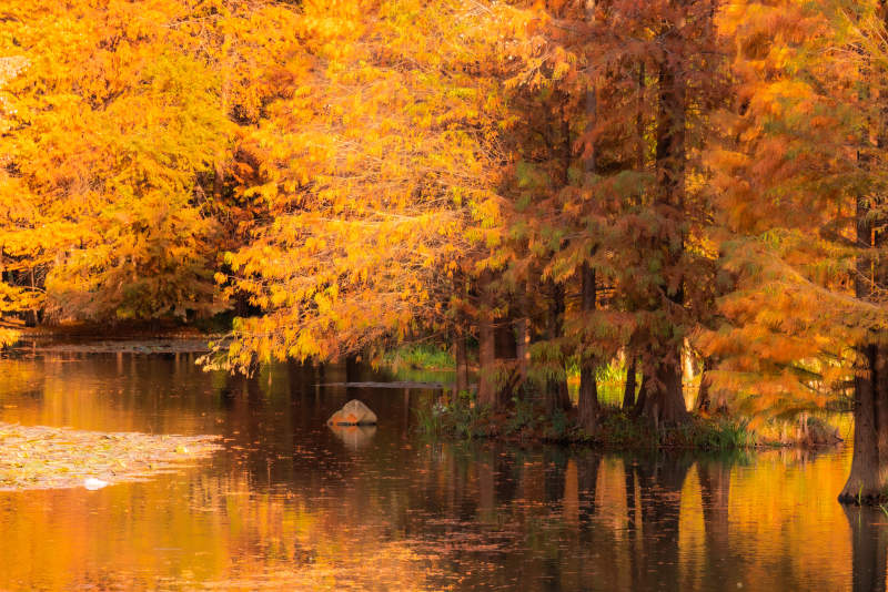 秋日湖畔落羽杉金黄树影图片