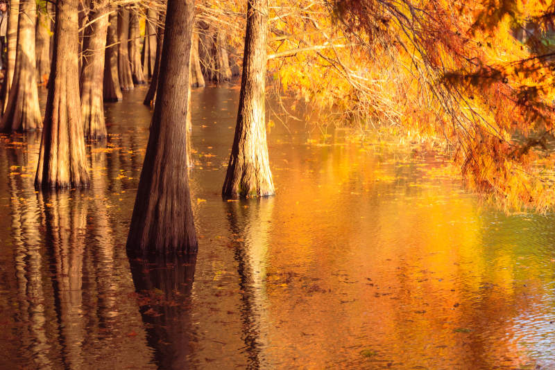 秋日水畔落羽杉金黄倒影图片