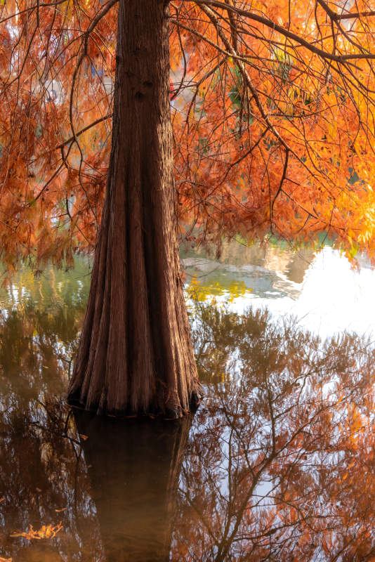 秋水共长天一色金色落羽杉图片