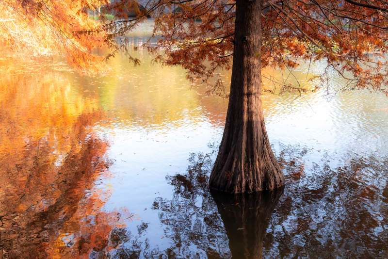 秋水共长天一色金色落羽杉图片