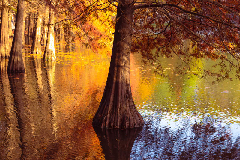 秋日落羽杉的绚丽倒影图片