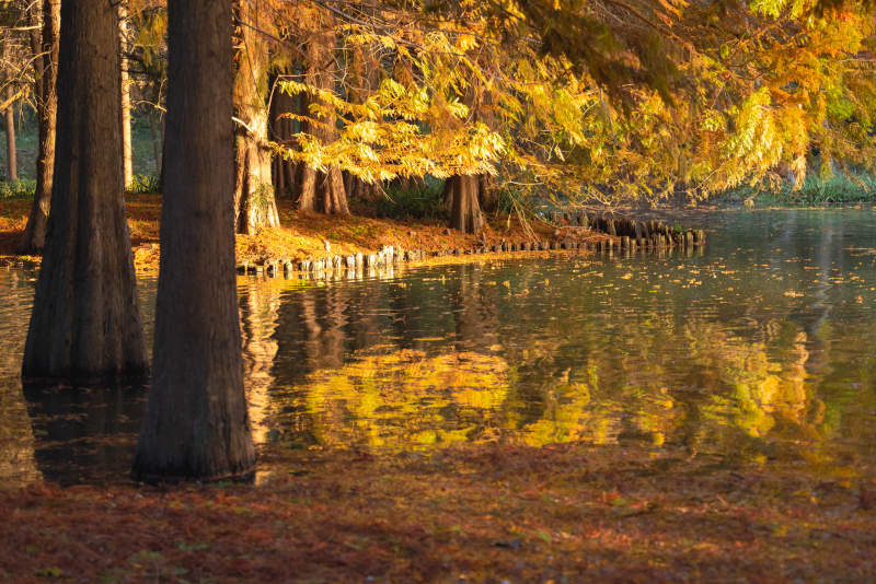 秋日湖畔金黄树影红杉图片