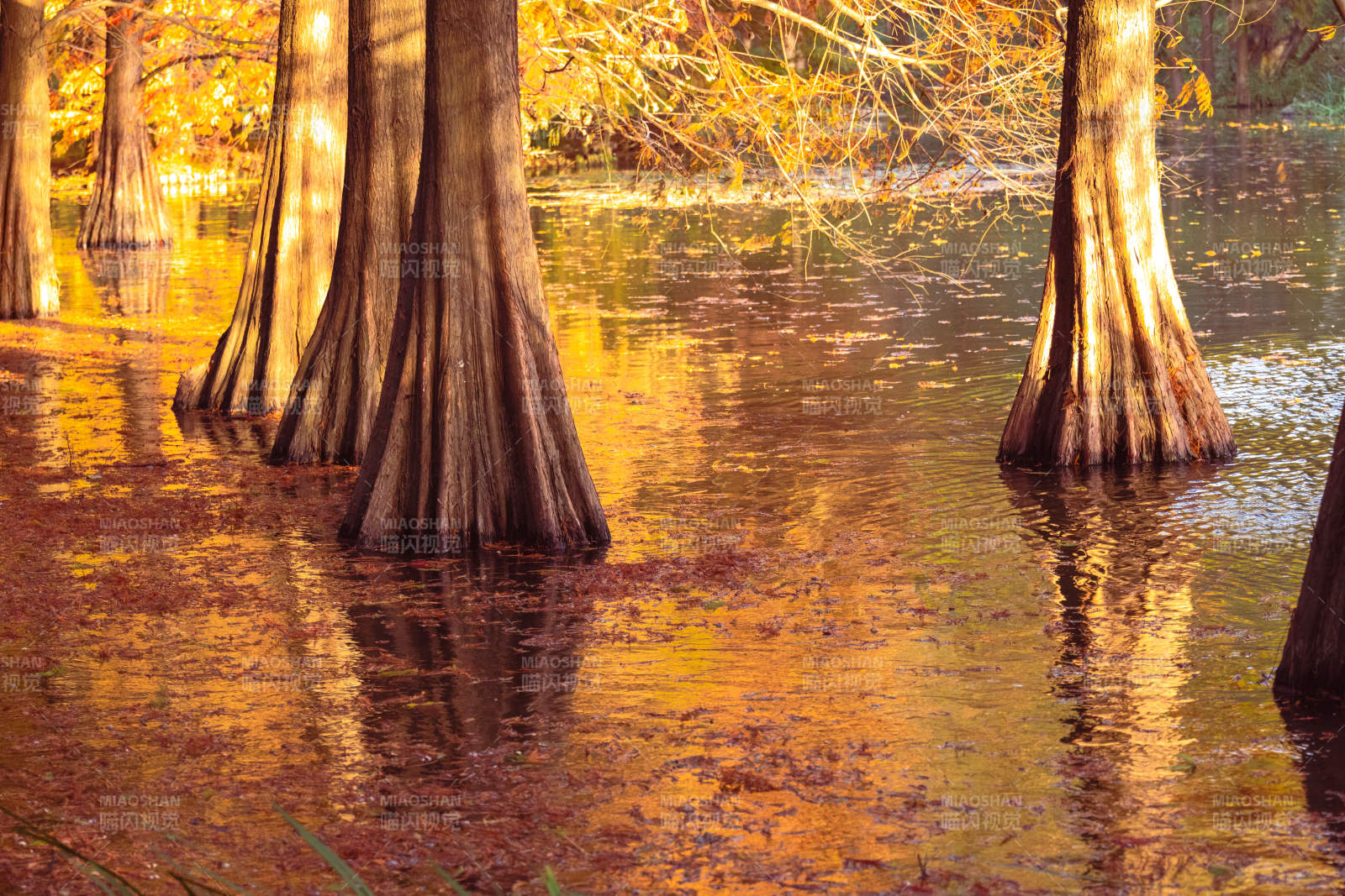 秋水共长天一色金色落羽杉红杉图片