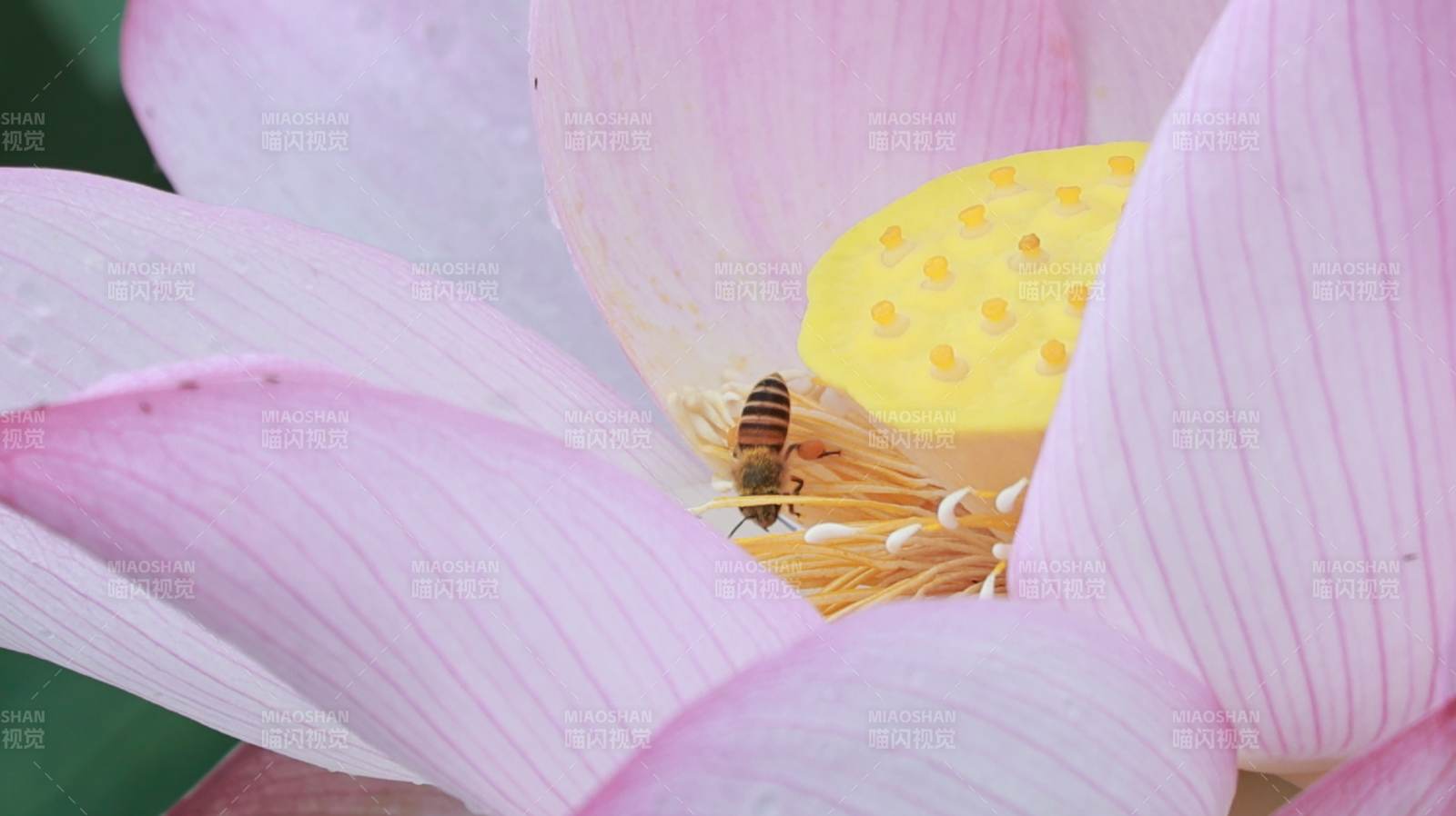 蜜蜂采蜜莲花间图片