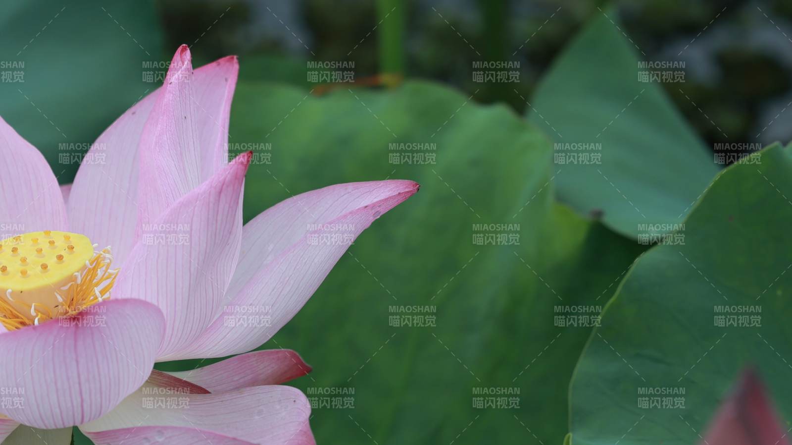 粉色莲花绽放于绿叶间图片