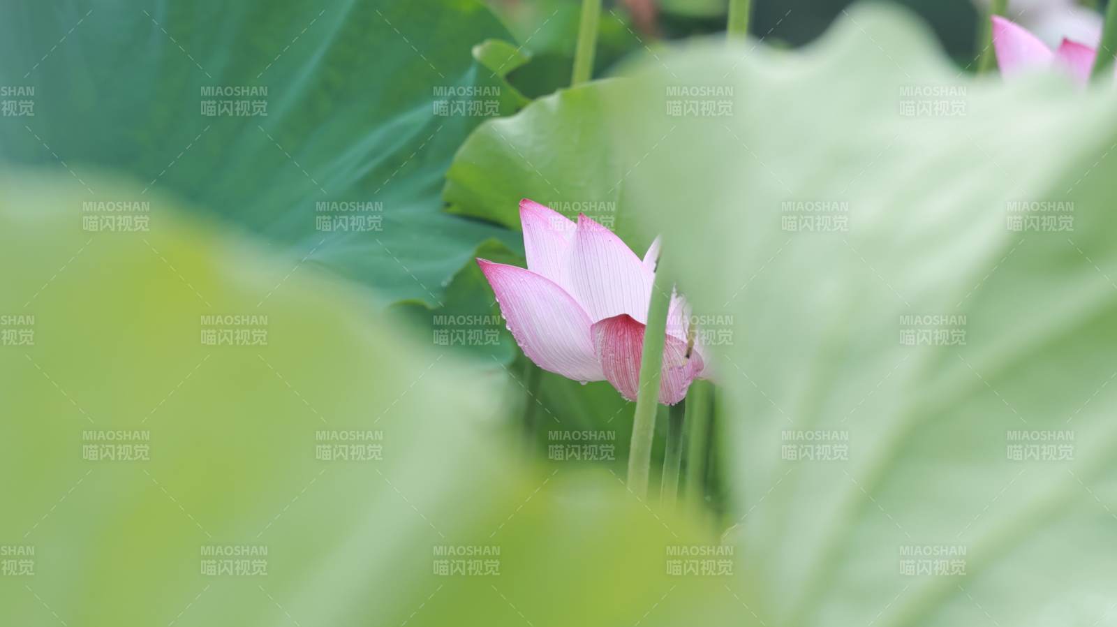 荷花盛开 绿叶相伴图片