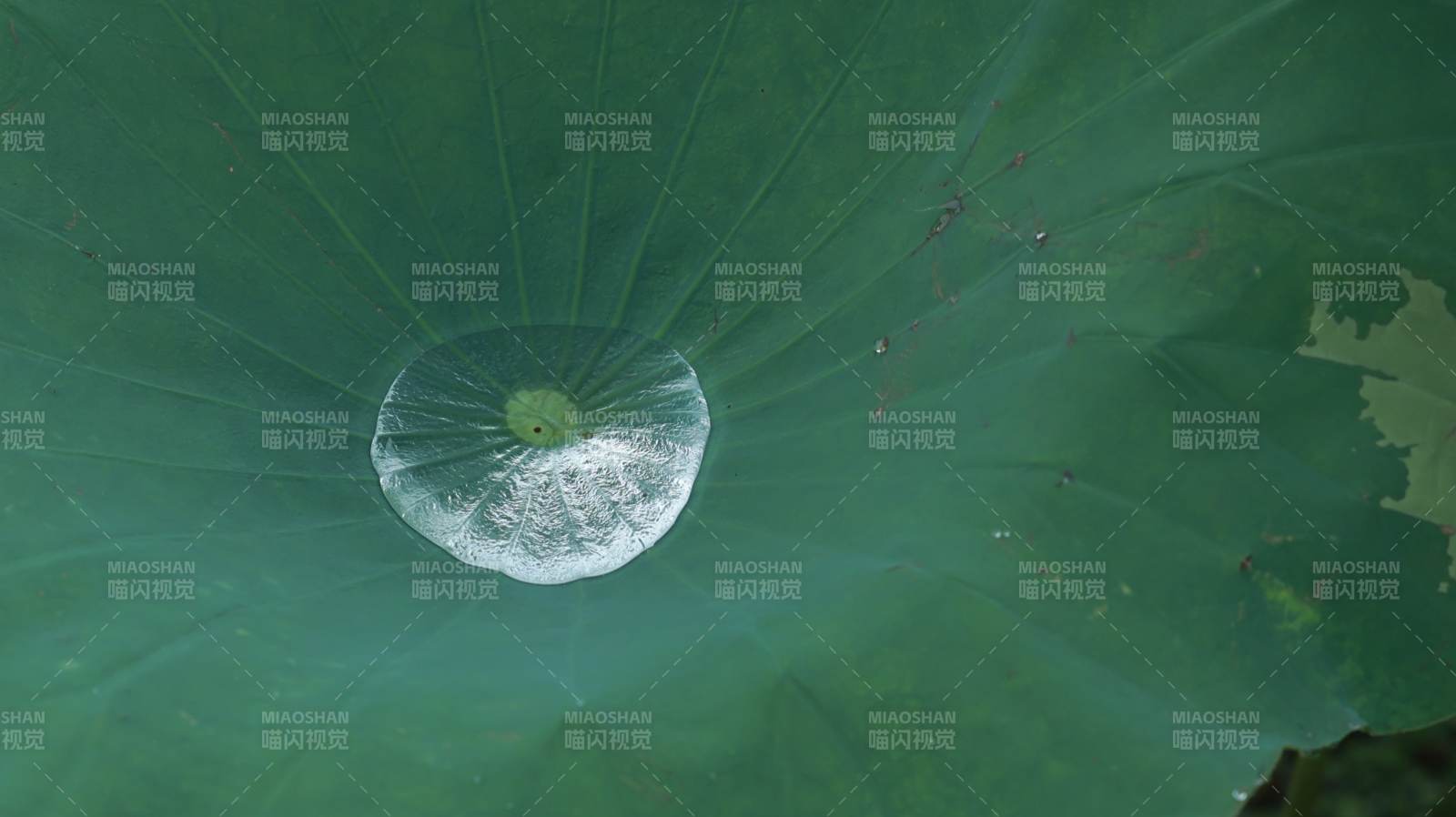 荷叶上的水珠特写图片