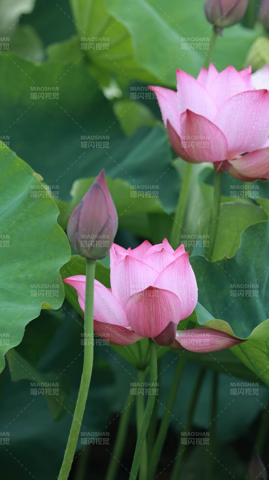 粉色莲花与绿叶相伴图片