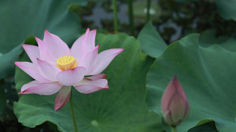 池塘中的莲花与莲蕾图片