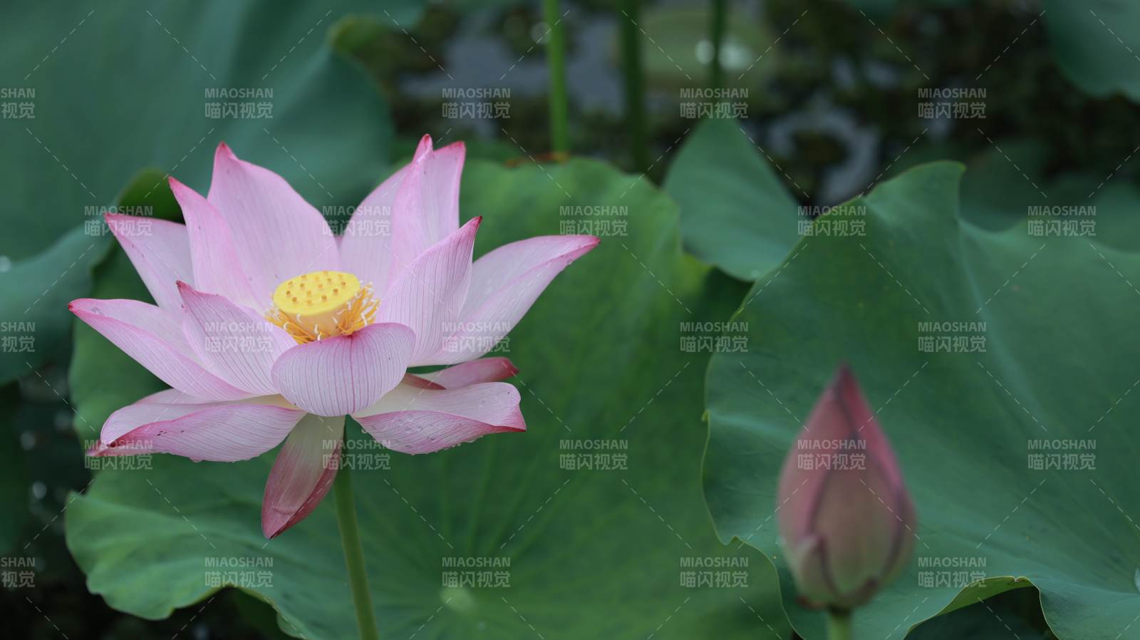 池塘中的莲花与莲蕾图片