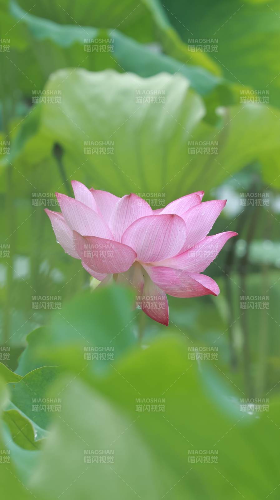 粉嫩莲花映绿叶图片