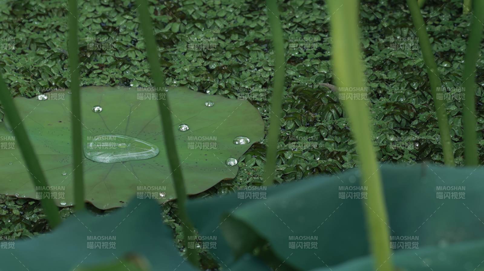 荷叶上的露珠图片