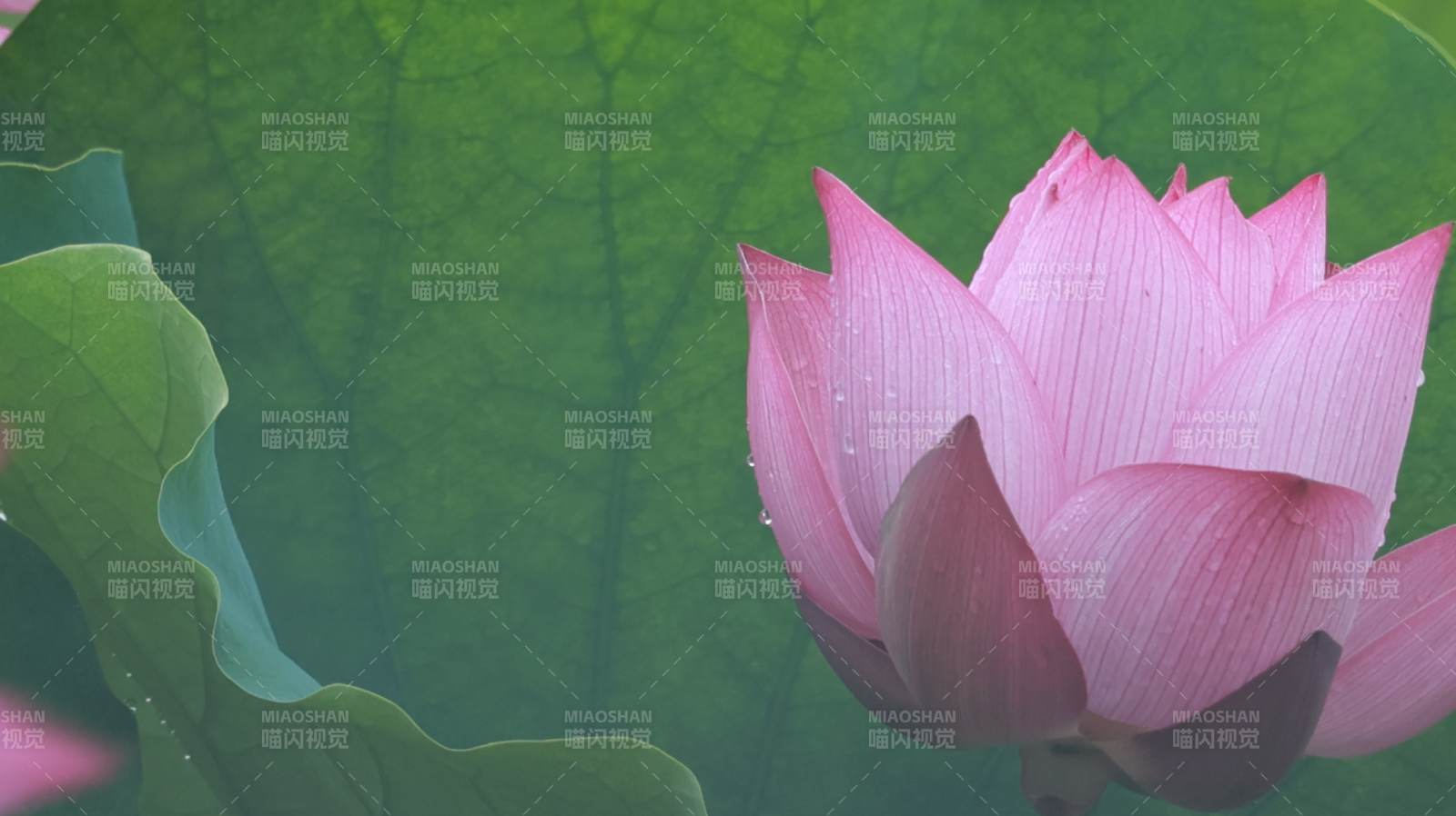 粉嫩莲花映绿叶图片