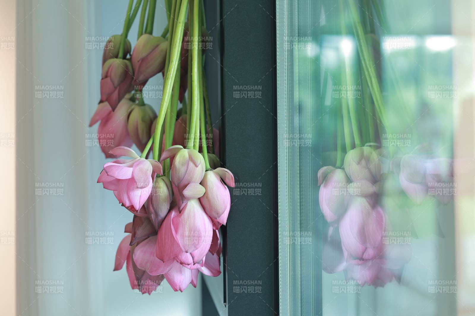 窗边的粉色莲花倒影图片