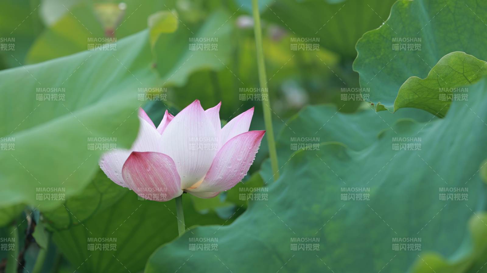 莲花绽放 绿叶相伴图片