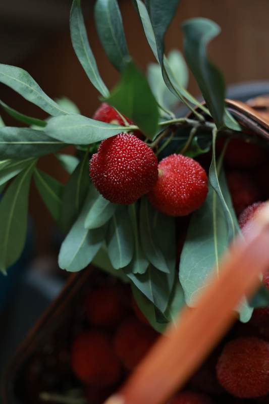 杨梅熟了 红艳诱人图片