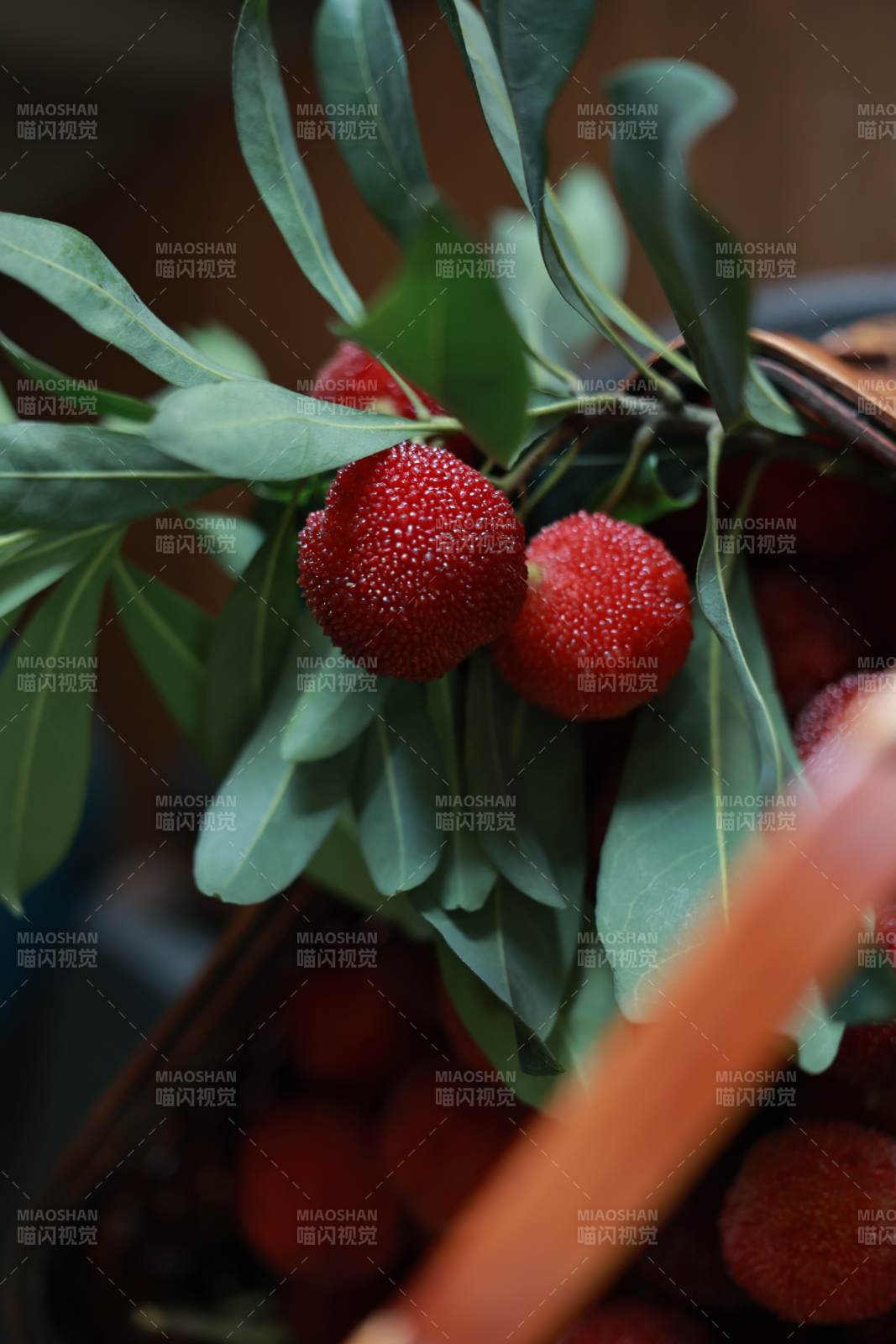 杨梅熟了 红艳诱人图片