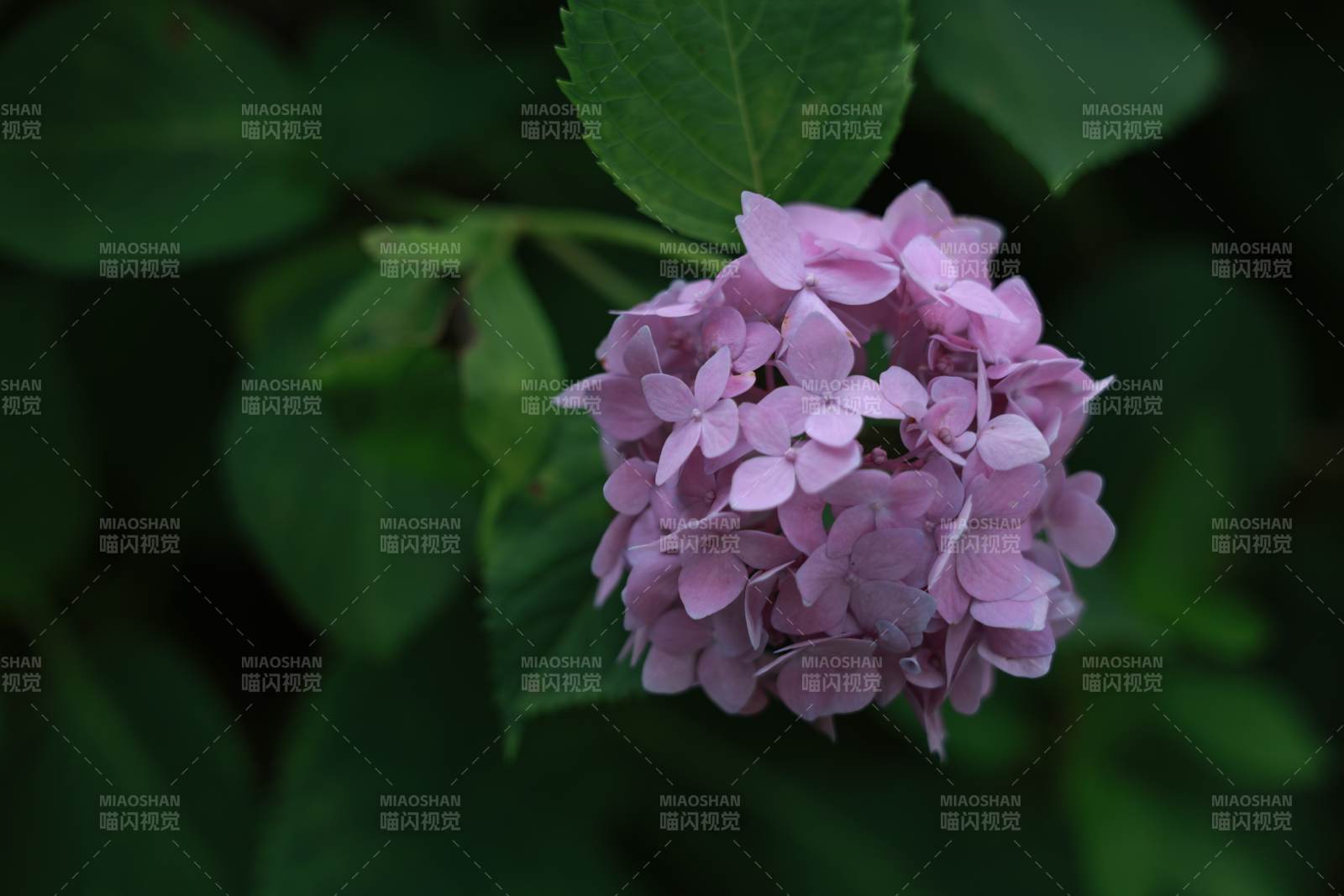 粉色绣球花在绿叶中绽放图片