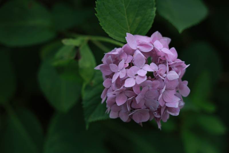 粉色绣球花在绿叶中绽放图片