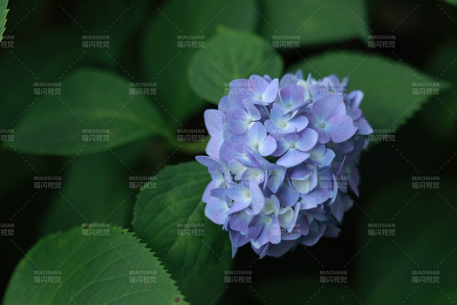 紫色绣球花在绿叶中绽放图片