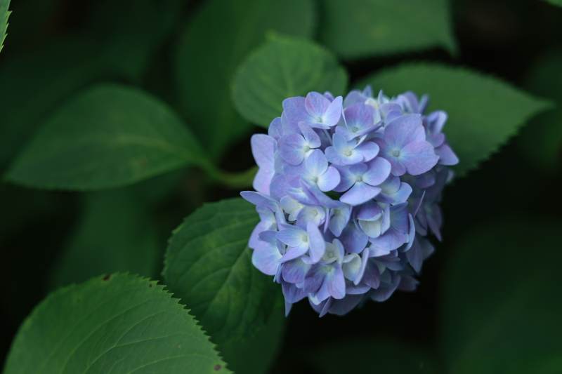 紫色绣球花在绿叶中绽放图片