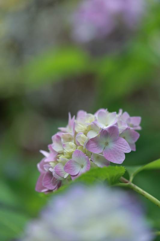 淡雅紫白绣球花图片