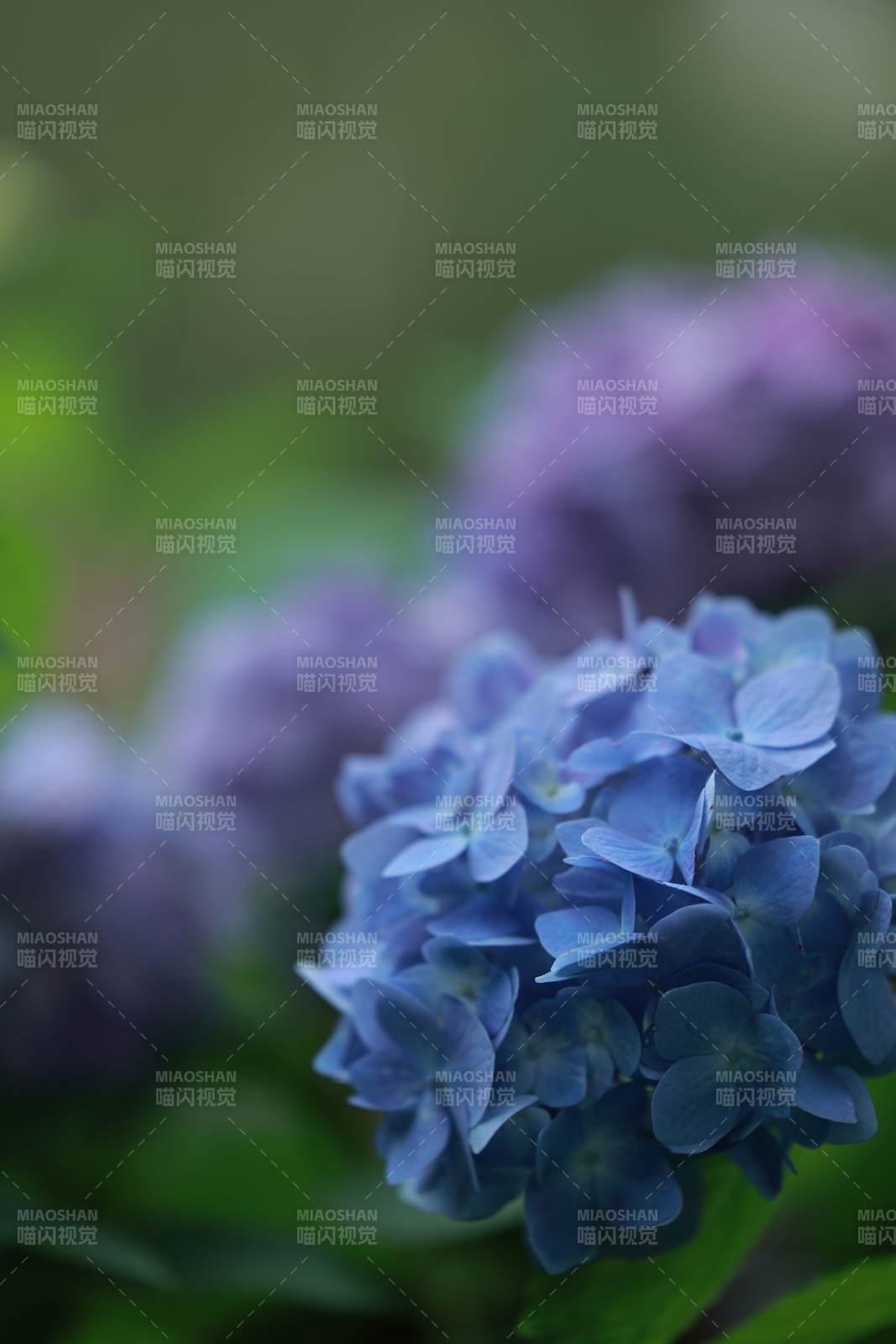 蓝紫色绣球花特写图片