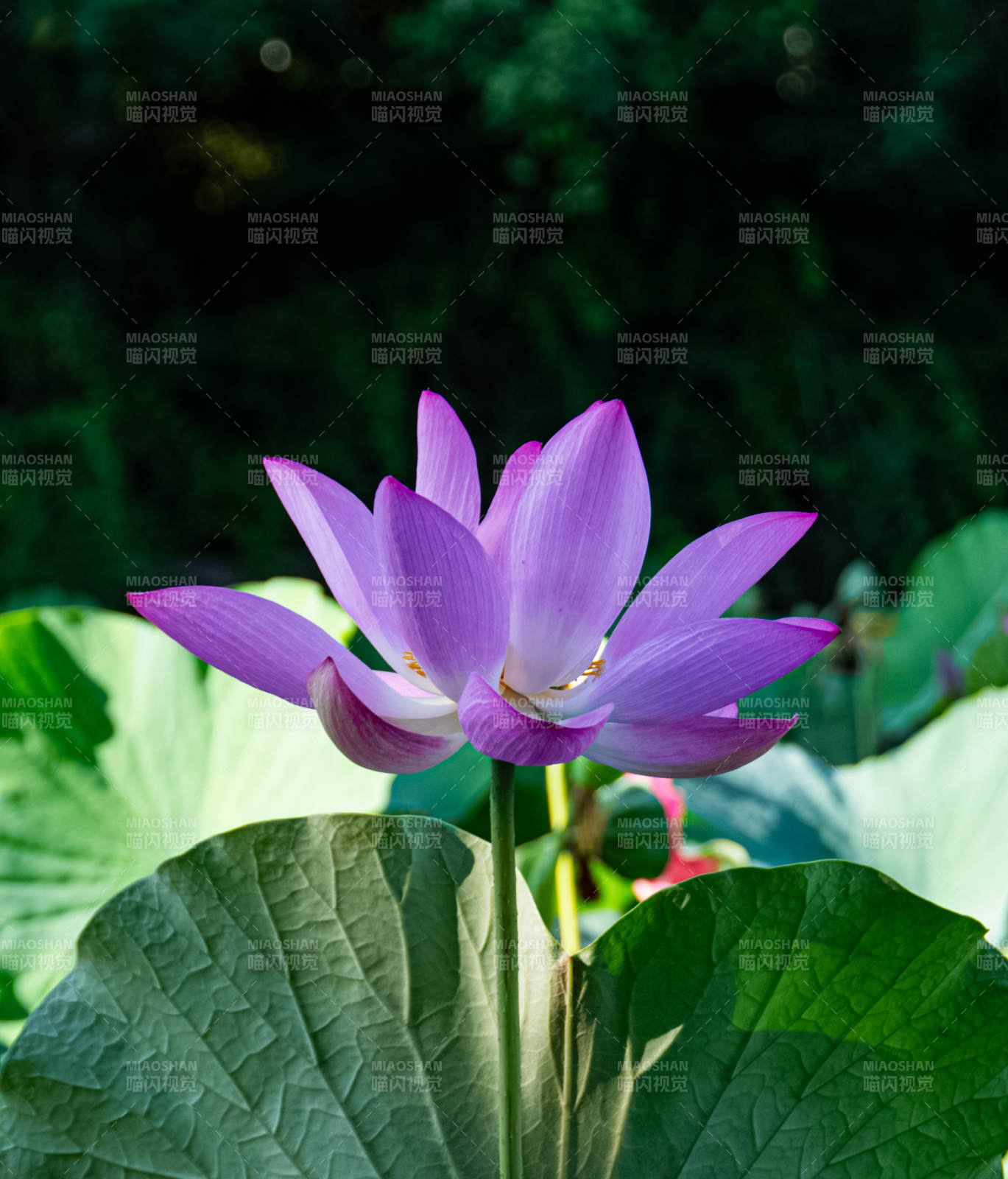 紫色莲花静谧绽放图片