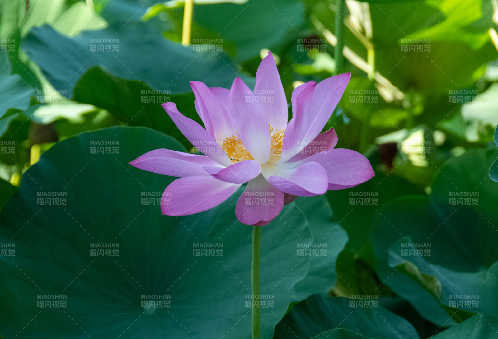 莲花绽放 绿叶相伴图片