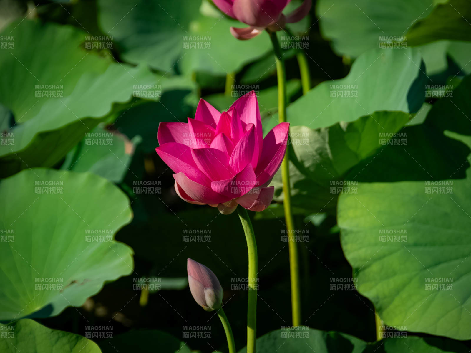 池塘中的莲花与莲叶图片