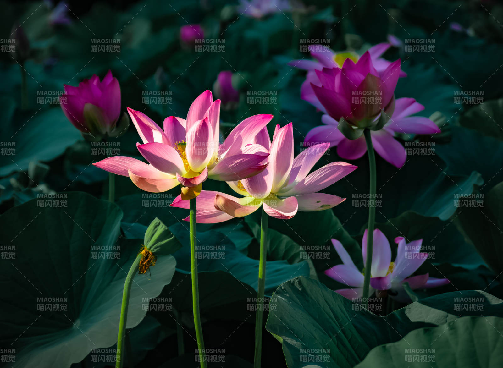 莲花绽放 静谧之美图片