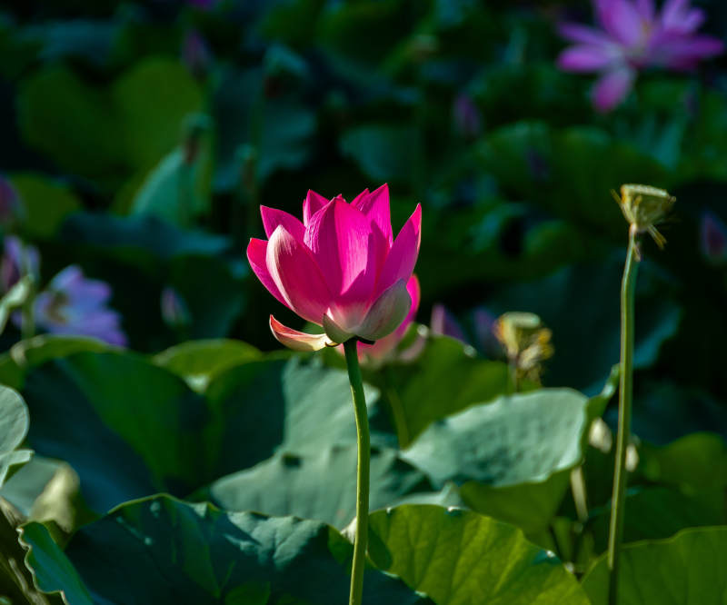 池塘中的莲花盛开图片