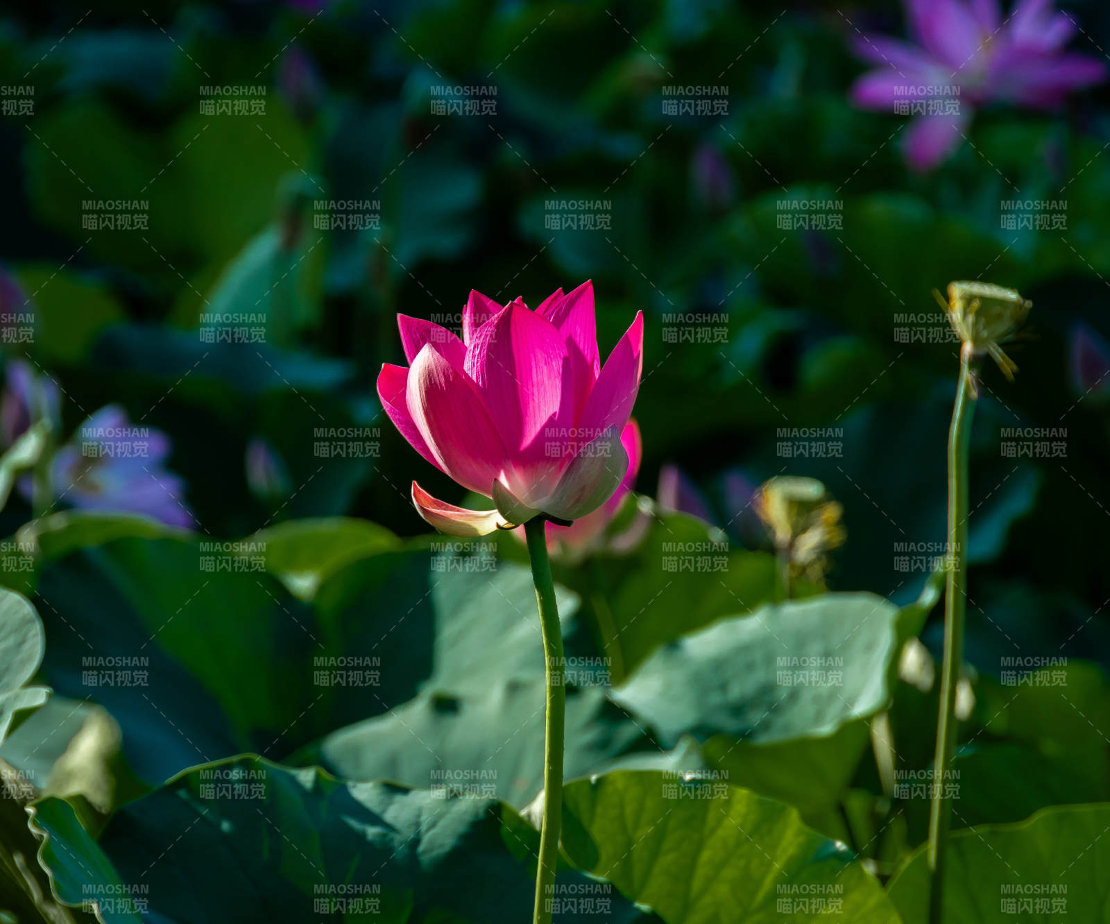 池塘中的莲花盛开图片