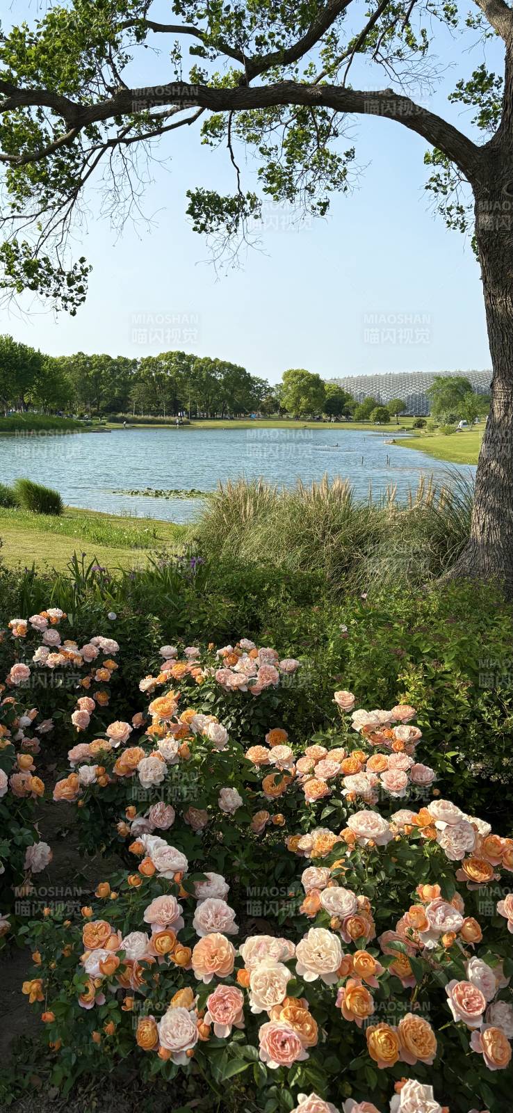 湖畔花海 手机壁纸图片