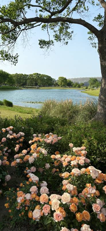 湖畔花海 手机壁纸图片