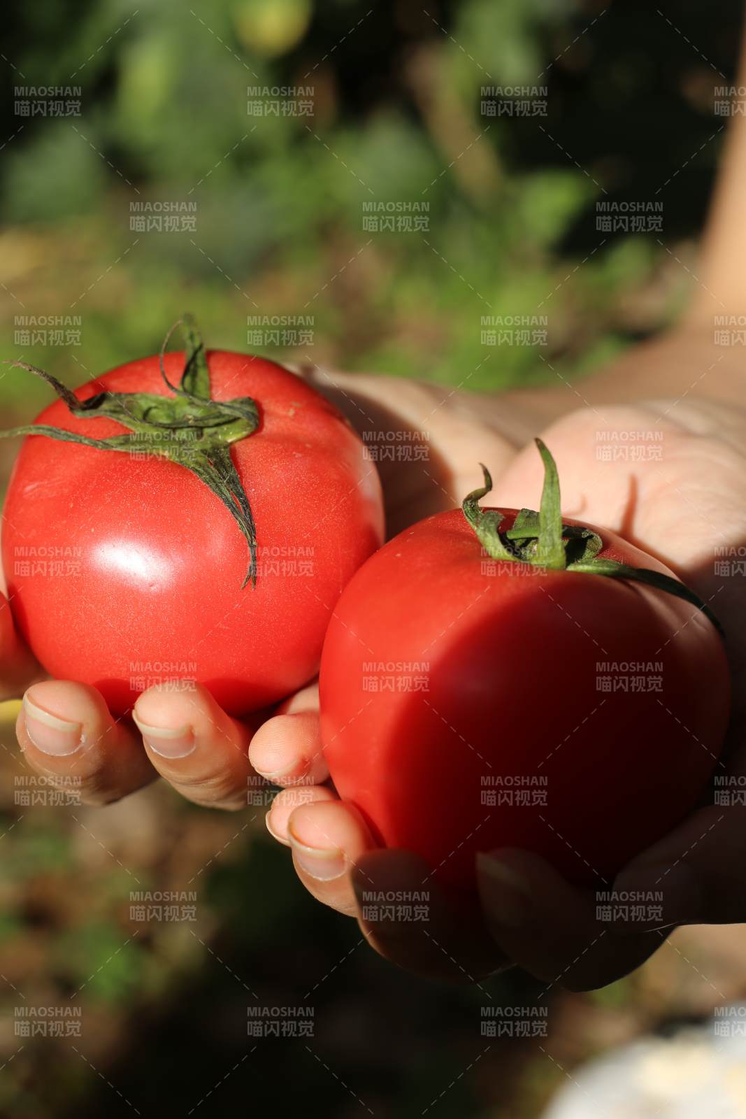 手捧新鲜红番茄图片