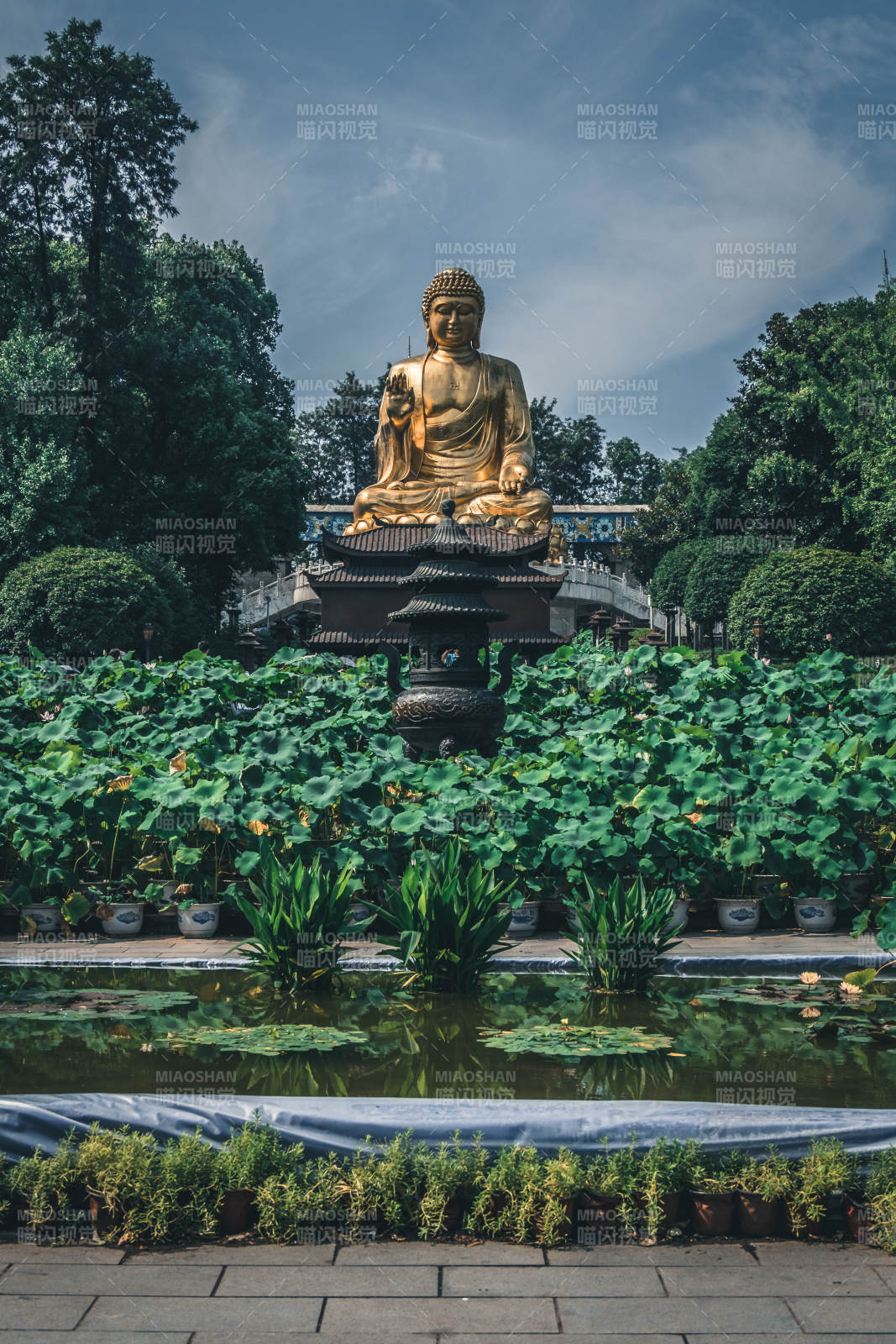 金佛静坐莲池旁图片