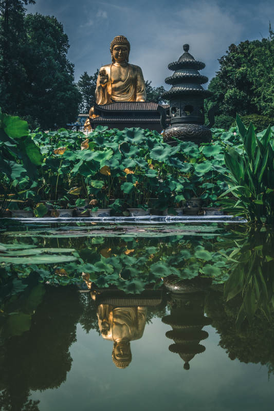 佛像莲池倒影宁静图片