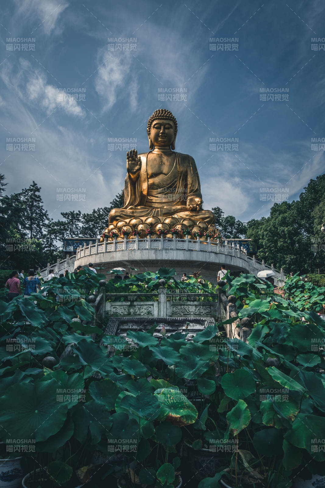 金佛莲池映蓝天图片