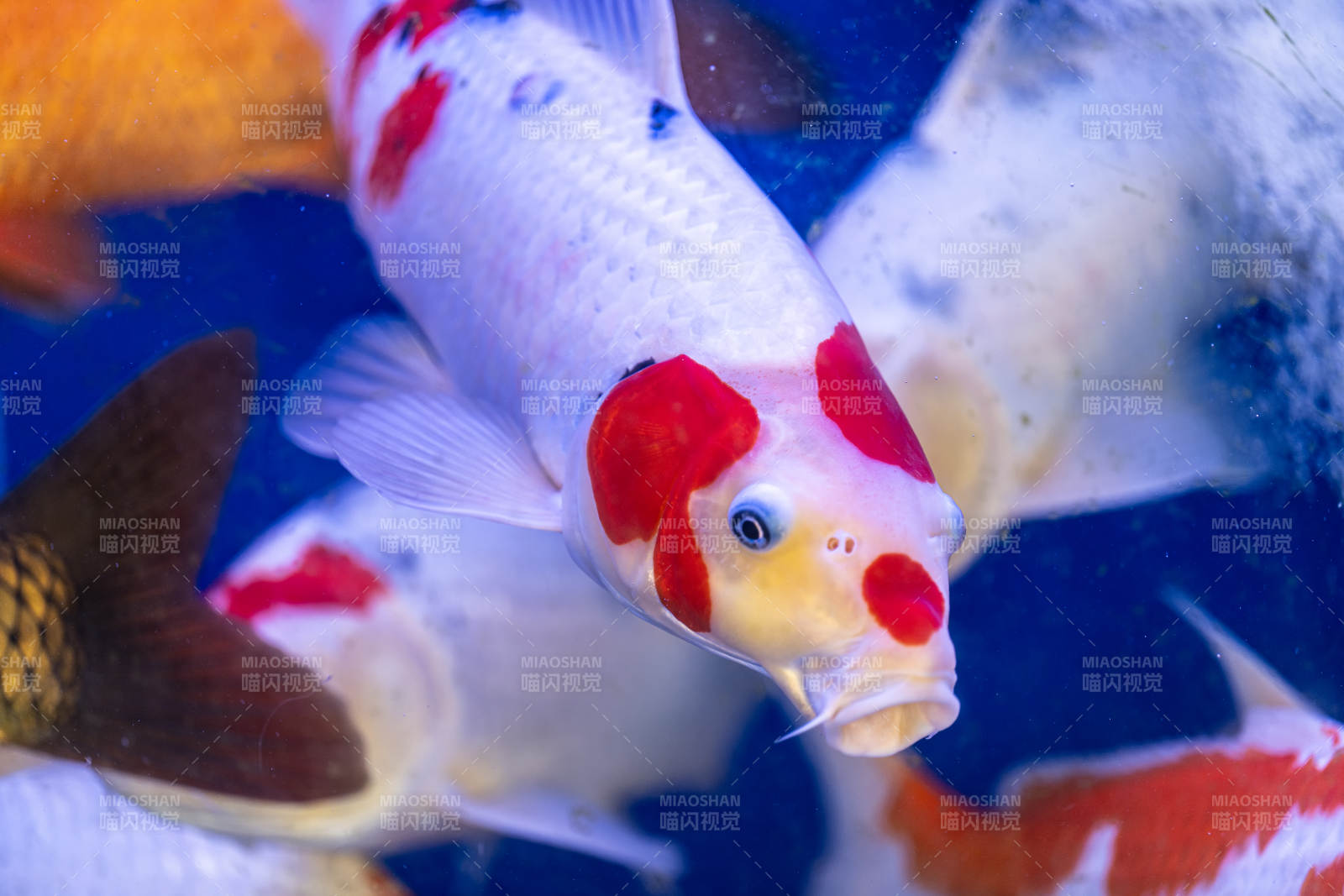 锦鲤游动 色彩斑斓图片