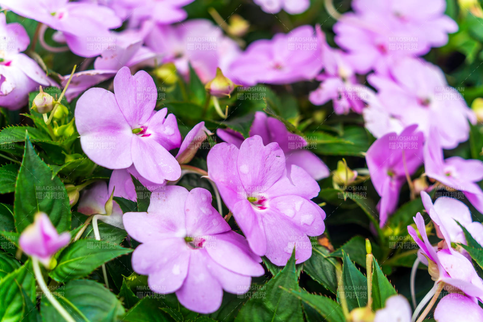 紫色花朵绽放的美丽瞬间图片