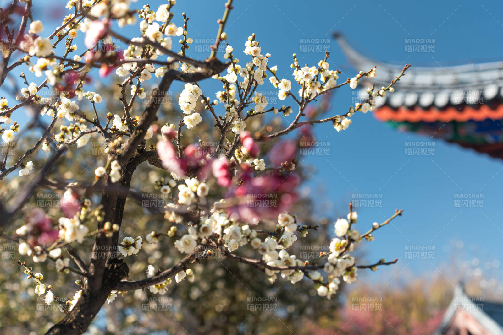 冬日梅花绽放 古寺映衬图片