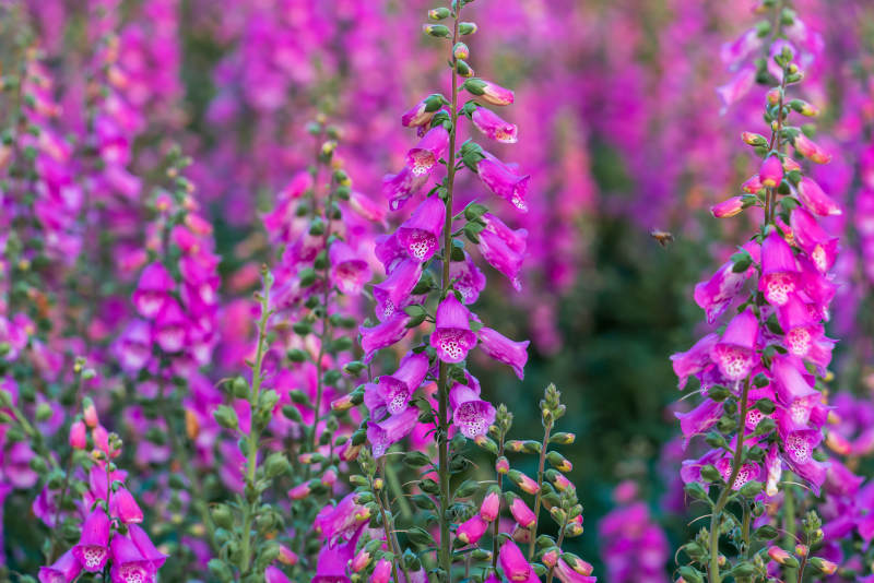 紫色花海 梦幻盛开图片