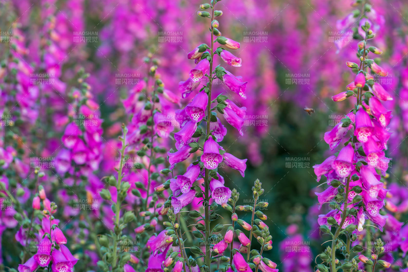 紫色花海 梦幻盛开图片