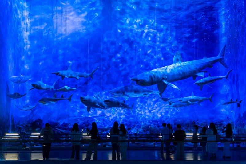 广东省博物馆海洋生物标本图片