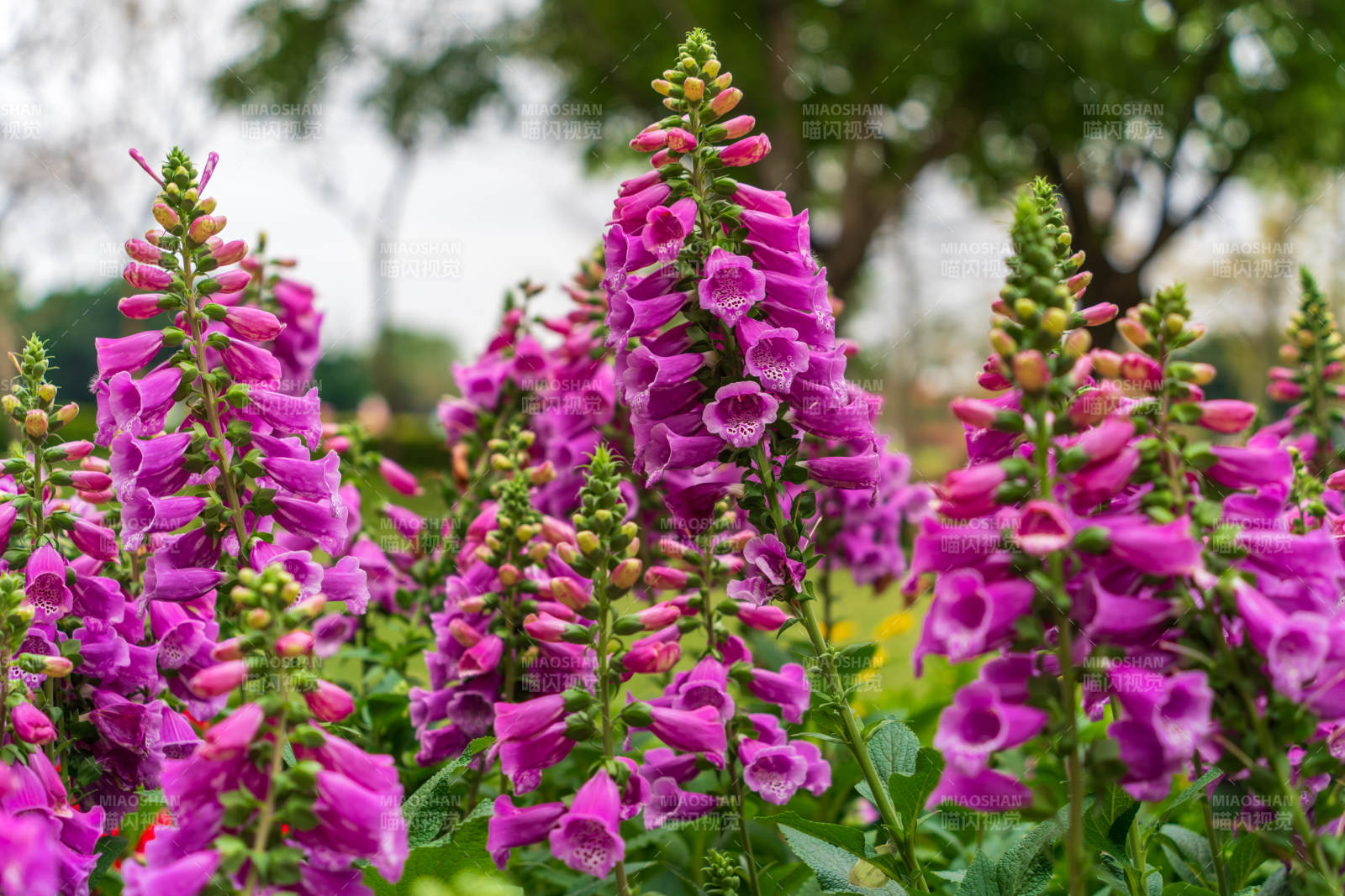 紫色毛地黄花丛盛开图片