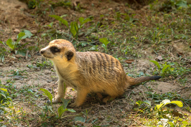 草地上的猫鼬图片